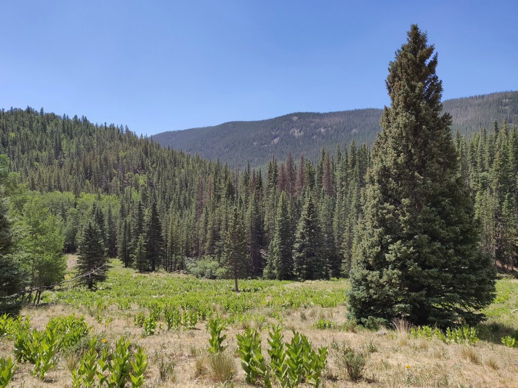 Colorado blue spruce