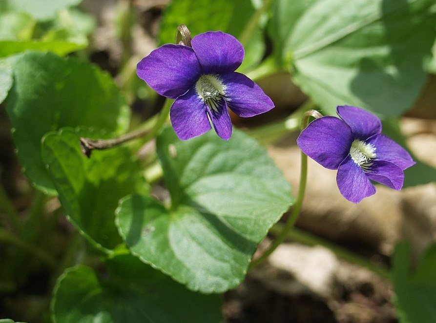 The Violet Viola Sororia