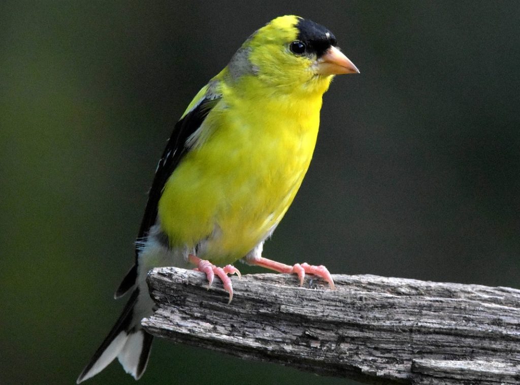 The Eastern goldfinch (Carduelis tristis)