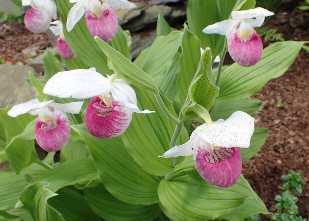 Pink and white lady slipper