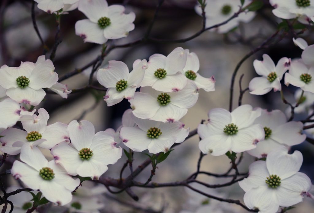 The flowering dogwood (Cornus florida)