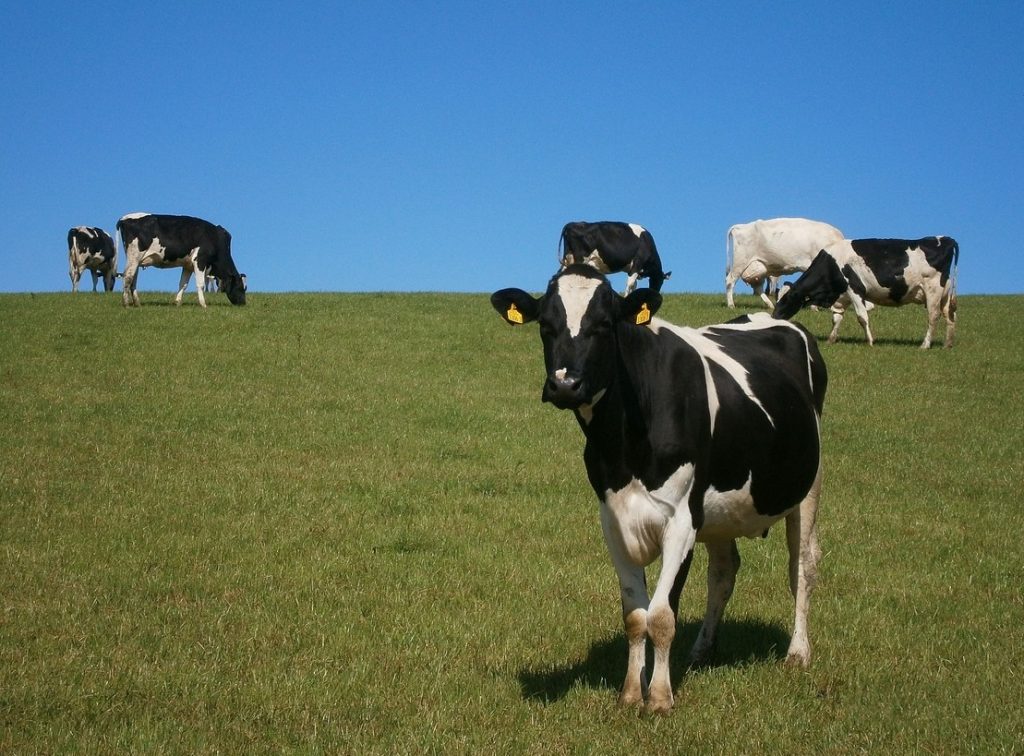 Dairy is the most important Vermont's agricultural economy