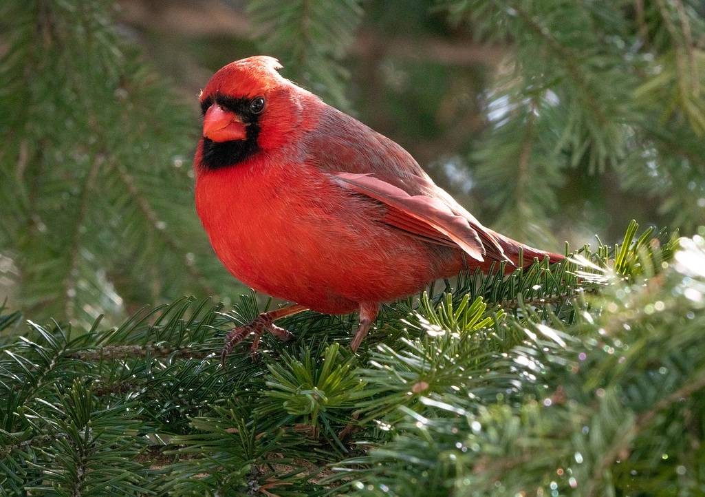 The Northern Cardinal